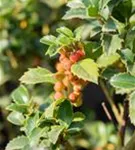 Stechpalme 'Heckenfee' -S- - Ilex meserveae 'Heckenfee' -S-