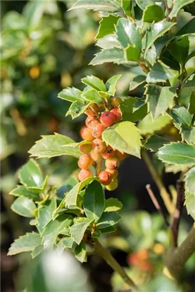 Stechpalme 'Heckenfee' -S- - Ilex meserveae 'Heckenfee' -S-