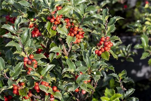 Strauch-Hülse - Ilex meserveae 'Heckenstar'