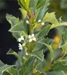 Strauch-Hülse - Ilex meserveae 'Heckenstar'