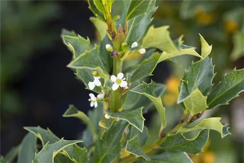 Strauch-Hülse - Ilex meserveae 'Heckenstar'