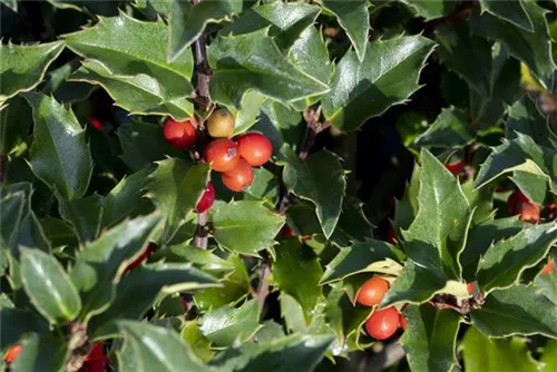 Strauch-Hülse - Ilex meserveae 'Heckenstar'