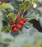 Strauch-Hülse - Ilex meserveae 'Heckenstar'