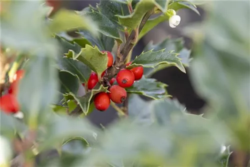 Strauch-Hülse - Ilex meserveae 'Heckenstar'