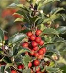 Strauch-Hülse - Ilex meserveae 'Heckenstar'