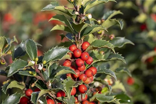 Strauch-Hülse - Ilex meserveae 'Heckenstar'