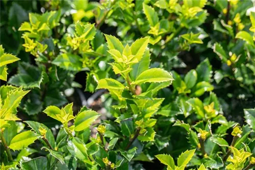 Strauch-Hülse - Ilex meserveae 'Heckenstar'