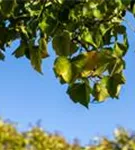 Strauch-Efeu 'Arborescens' - Hedera helix 'Arborescens'