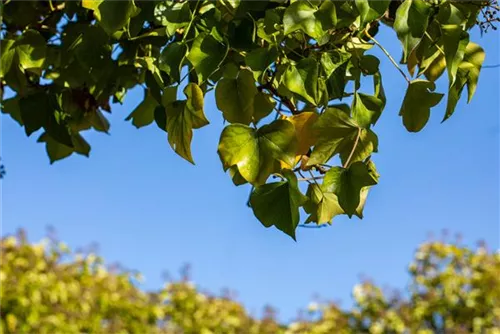 Strauch-Efeu 'Arborescens' - Hedera helix 'Arborescens'