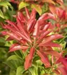 Schattenglöckchen 'Forest Flame' - Pieris japonica 'Forest Flame'