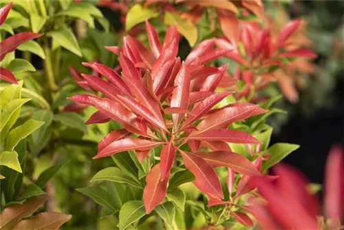 Schattenglöckchen 'Forest Flame' - Pieris japonica 'Forest Flame'