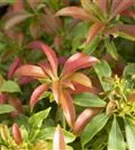 Schattenglöckchen 'Forest Flame' - Pieris japonica 'Forest Flame'