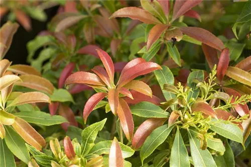 Schattenglöckchen 'Forest Flame' - Pieris japonica 'Forest Flame'