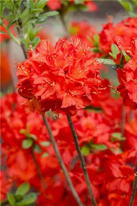 Sommergrüne Azalee 'Nabucco' - Rhododendron lut.'Nabucco' II