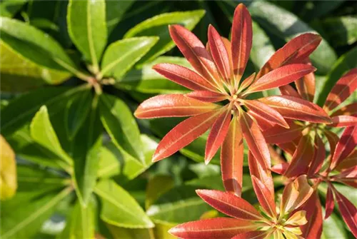 Schattenglöckchen 'Little Heath Green' - Pieris japonica 'Little Heath Green'