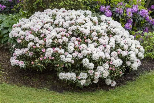 Yaku-Rhododendron 'Koichiro Wada' - Rhododendron yak.'Koichiro Wada' II