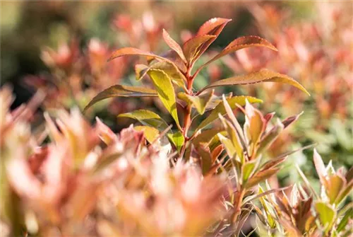 Schattenglöckchen 'Little Heath Green' - Pieris japonica 'Little Heath Green'