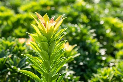 Schattenglöckchen 'Little Heath Green' - Pieris japonica 'Little Heath Green'