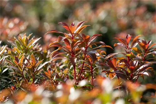 Schattenglöckchen 'Little Heath Green' - Pieris japonica 'Little Heath Green'