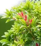 Schattenglöckchen 'Mountain Fire' - Pieris japonica 'Mountain Fire' - Moorbeet