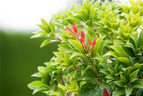 Schattenglöckchen 'Mountain Fire' - Pieris japonica 'Mountain Fire' - Moorbeet