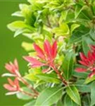 Schattenglöckchen 'Mountain Fire' - Pieris japonica 'Mountain Fire' - Moorbeet