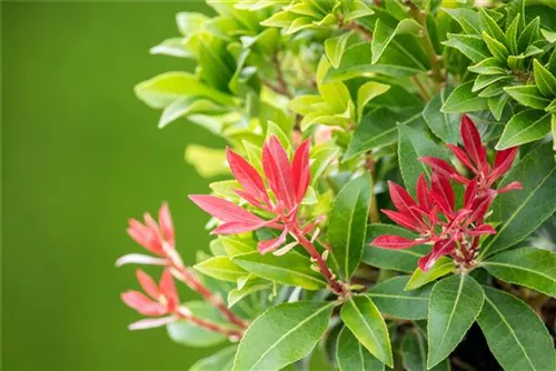 Schattenglöckchen 'Mountain Fire' - Pieris japonica 'Mountain Fire' - Moorbeet