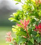 Schattenglöckchen 'Mountain Fire' - Pieris japonica 'Mountain Fire' - Moorbeet