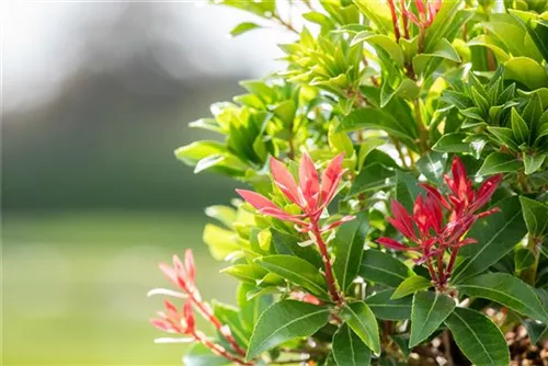 Schattenglöckchen 'Mountain Fire' - Pieris japonica 'Mountain Fire' - Moorbeet