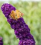 Sommerflieder 'Black Knight' - Buddleja 'Black Knight'