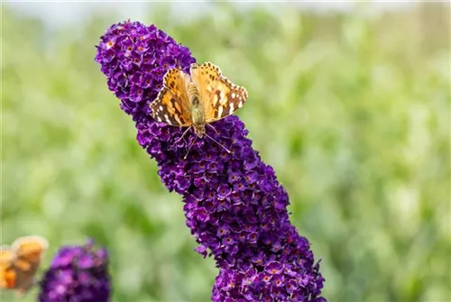 Sommerflieder 'Black Knight' - Buddleja 'Black Knight'