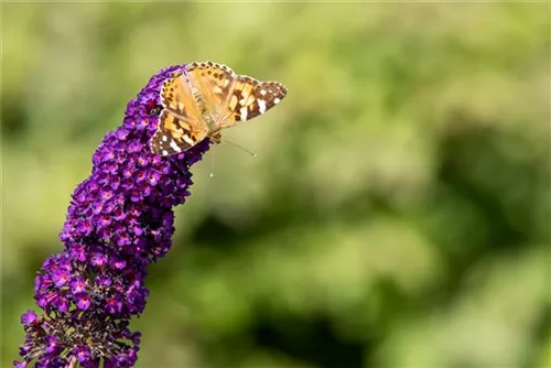 Sommerflieder 'Black Knight' - Buddleja 'Black Knight'