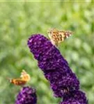 Sommerflieder 'Black Knight' - Buddleja 'Black Knight'