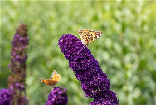 Sommerflieder 'Black Knight' - Buddleja 'Black Knight'