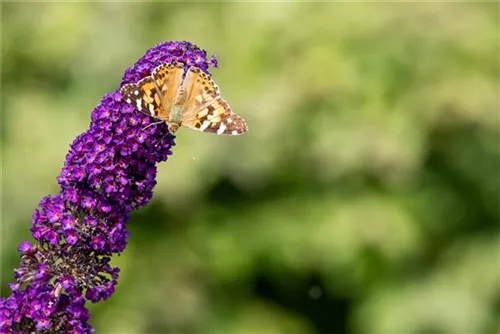 Sommerflieder 'Black Knight' - Buddleja 'Black Knight'