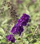 Sommerflieder 'Black Knight' - Buddleja 'Black Knight'