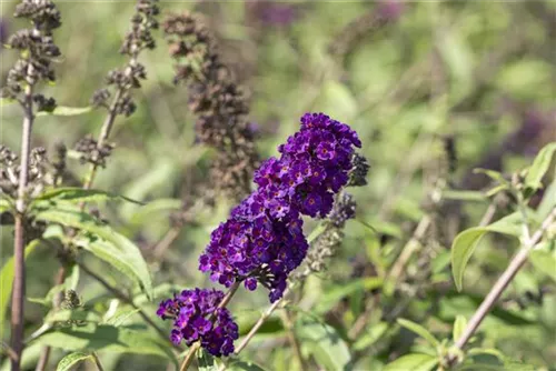 Sommerflieder 'Black Knight' - Buddleja 'Black Knight'