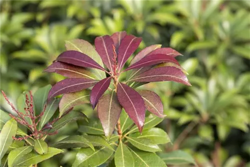 Schattenglöckchen 'Red Mill' - Pieris japonica 'Red Mill'