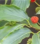 Jap. Blumen Hartriegel Weiße Fontaine - Cornus kousa chinensis 'Weiße Fontaine'