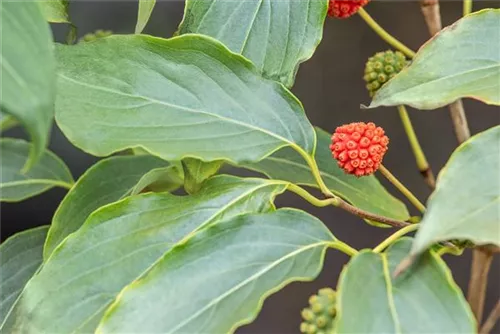 Jap. Blumen Hartriegel Weiße Fontaine - Cornus kousa chinensis 'Weiße Fontaine'