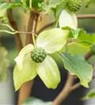 Jap. Blumen Hartriegel Weiße Fontaine - Cornus kousa chinensis 'Weiße Fontaine'