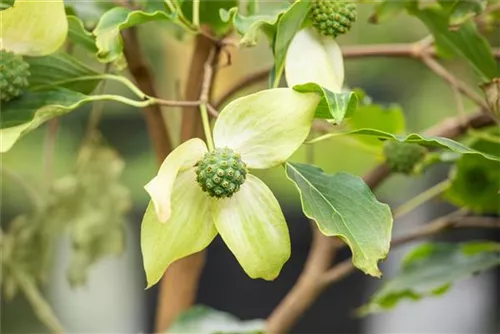 Jap. Blumen Hartriegel Weiße Fontaine - Cornus kousa chinensis 'Weiße Fontaine'