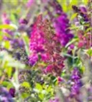 Sommerflieder - Buddleja davidii 'Royal Red'