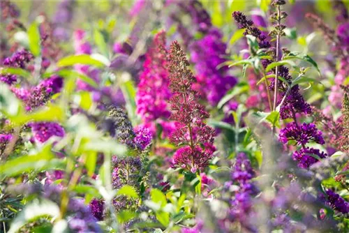 Sommerflieder - Buddleja davidii 'Royal Red'