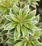 Weißbuntes Schattenglöckchen - Pieris japonica 'Variegata'