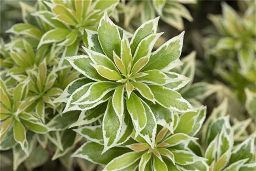 Weißbuntes Schattenglöckchen - Pieris japonica 'Variegata'