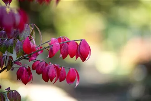 Korkflügelstrauch 'Compactus' - Euonymus alatus 'Compactus'