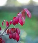 Korkflügelstrauch 'Compactus' - Euonymus alatus 'Compactus'