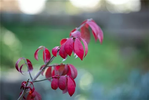 Korkflügelstrauch 'Compactus' - Euonymus alatus 'Compactus'