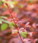 Große Blutberberitze 'Superba' - Berberis ottawensis 'Superba'